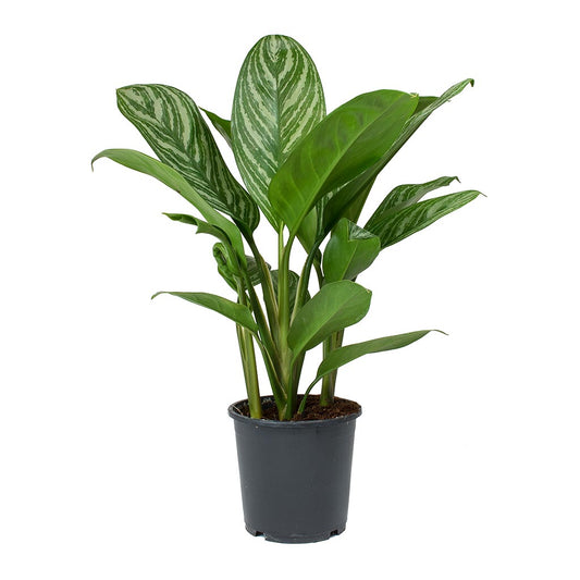 Chinese Evergreen Soil Mix: Potting Soil For Aglaonema Plants image 0