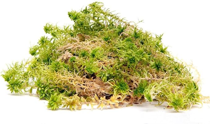 Welsh Sphagnum moss